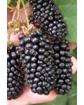 Ежевика безколючковая Натчез | Ожина безколючкова Натчез | Rubus fruticosus Natchez